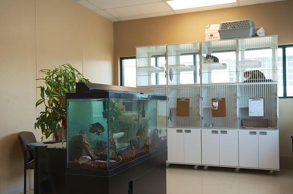 The cat room has a fish tank and window views.