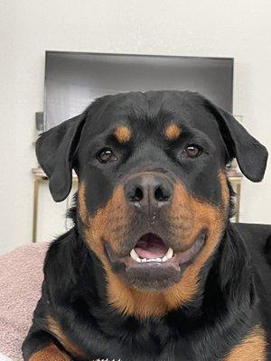 Stand Proud Dog Training for Snowie, the sweetest rottie in all the world!