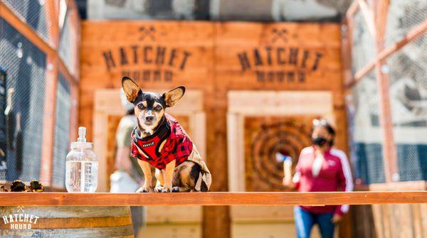 Hatchet Hound mascot