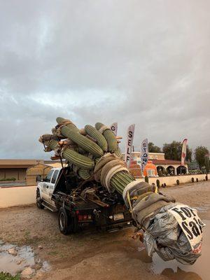 Specimen Saguaros for sale, we also buy and relocate them. Give us a call 520-809-1293