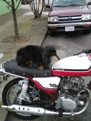 Motorcycle woof