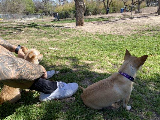 Norwood Estate Dog Park