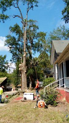 Red oak removal.