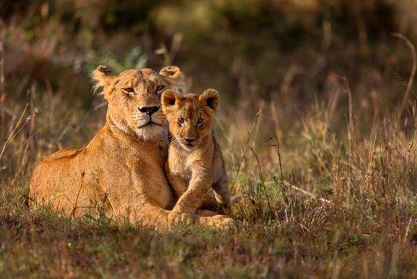 African Safari!