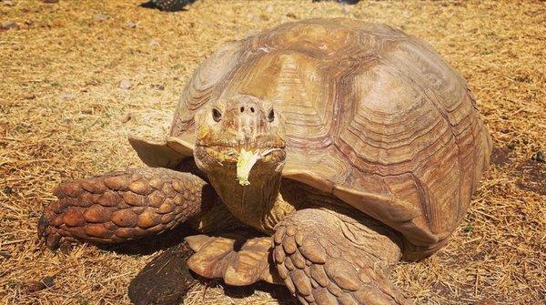 Tortoise working on a bite of lettuce