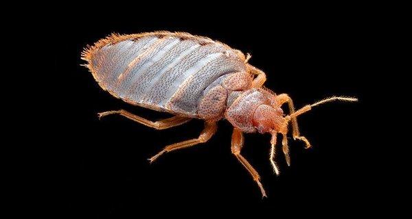 An Adult Bed Bug