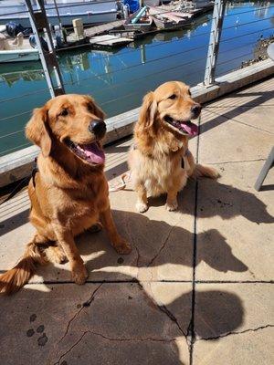 Golden State Service Dogs