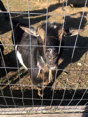 Goats, so friendly.