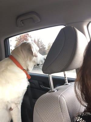 He rides to school looking out the window with great excitement each morning