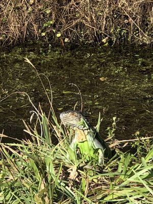 Burrowing Owl Park