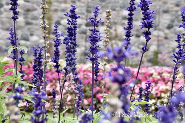 Cranbrook Sunken Garden  https://herlifeadventures.com/must-see-historic-cranbrook-botanical-gardens/