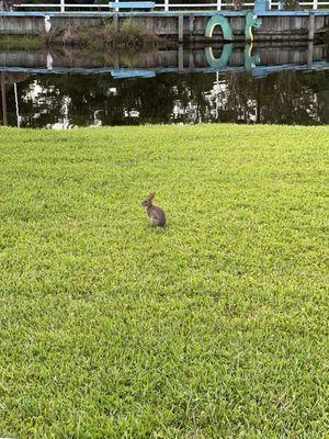 Mini golf wildlife