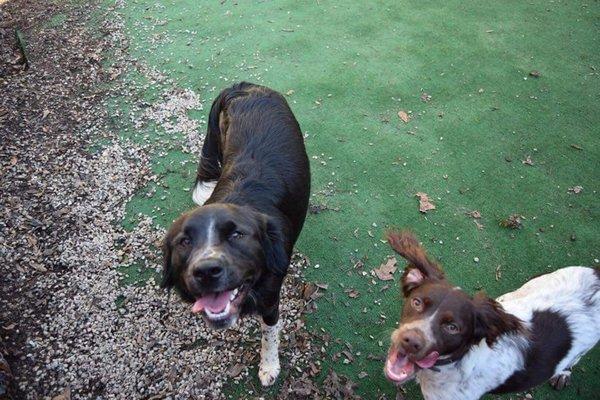 Coco and a friend at Doggie Days