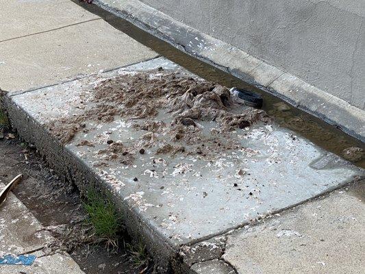 Sewage overflowing from 950 N Martel Ave in WeHo.