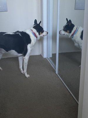 Full Dog Groom (Includes Haircut)