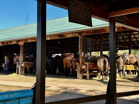 Academy Riding Stables