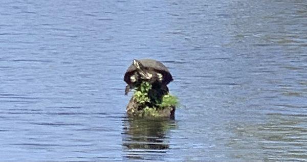 Southern Style Airboat Tours