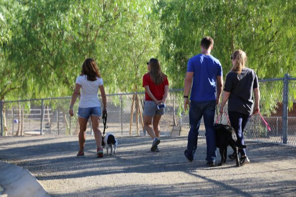 Master the walk at Cesar Millan's Dog Psychology Center