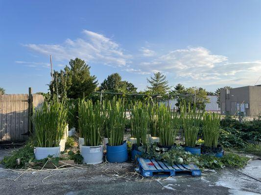 They even grow their own organic herbs in the back of restaurant