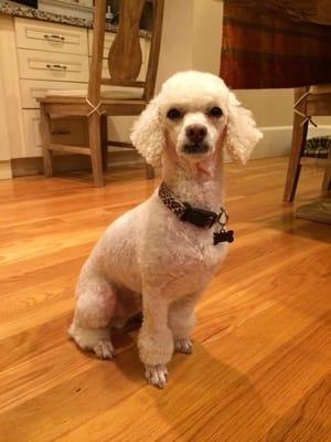 9lb poodle after cut.