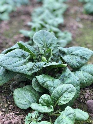 Spinach happily growing in the greenhouse in February.