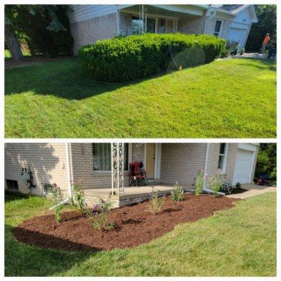 Shrub removal, plant and mulch installation