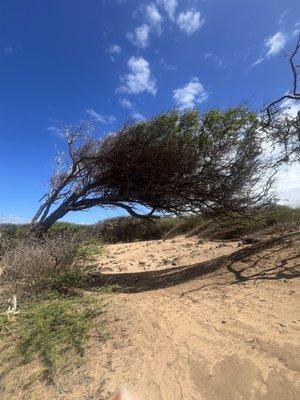 Windswept tunnel