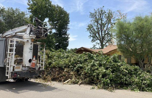 Universal Tree Service