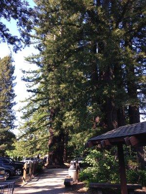 The large redwood trees surround our office and the parking area.