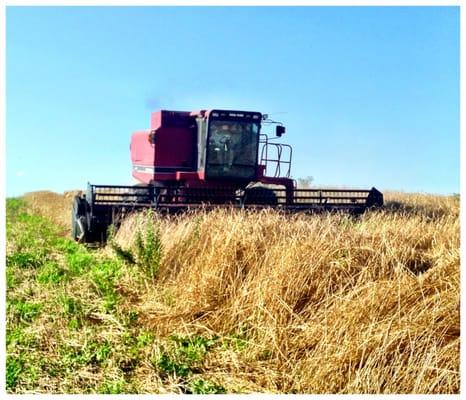 Harvesting our non-GMO Rye