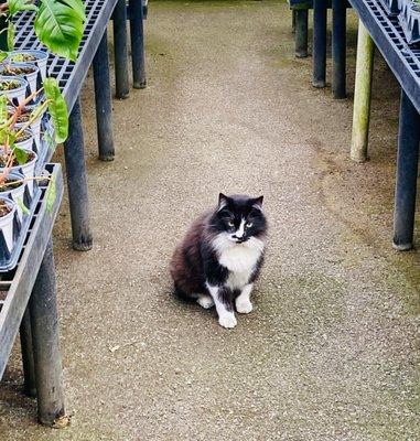 Mike's Country Market & Greenhouse's Cat