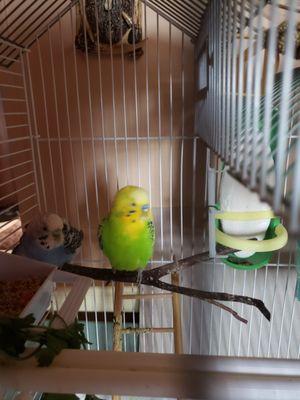 Happy Adopted/rescued green parakeet with amputated toes