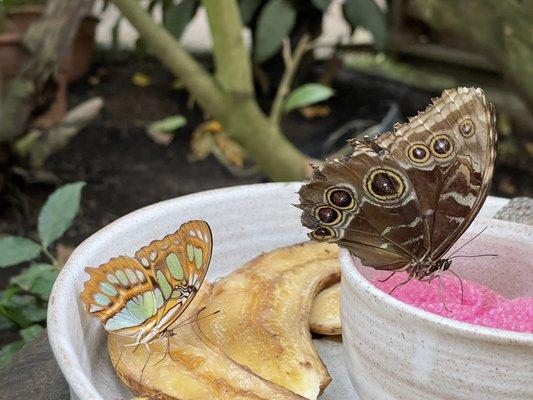 Magic Wings Butterfly Conservatory & Gardens