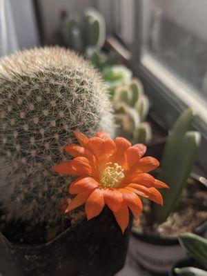 Rebutia muscula cactus (Orange snowball cactus) that I bought from their garden store. It bloomed a few days later and it's so beautiful.