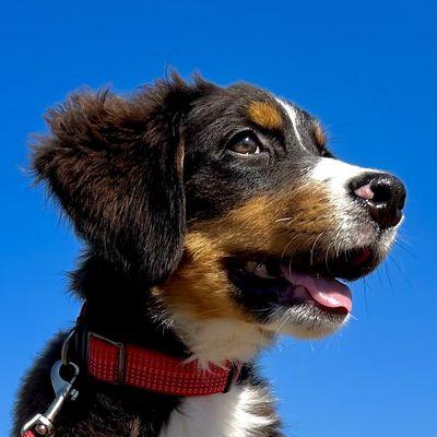 Macy - Bernese Mountain Dog