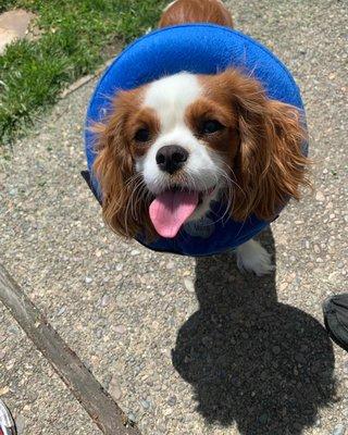 Our happy, healthy, post-surgery pup.