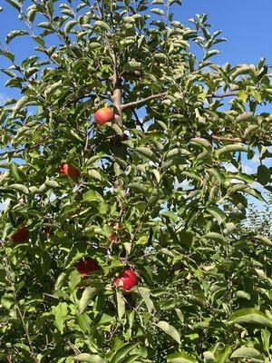 Masker Orchards