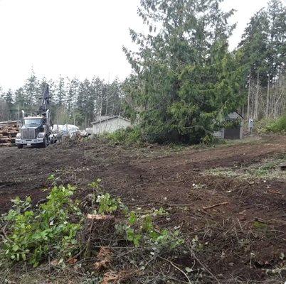 Coastal Timber Cutting