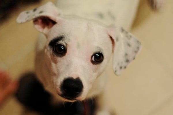 Jack Russell mix Cookies