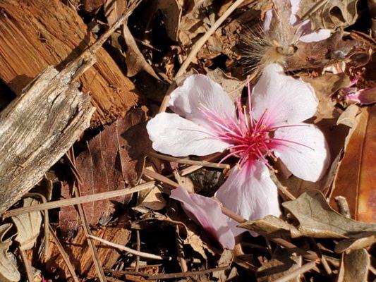 Fresh fallen flowers