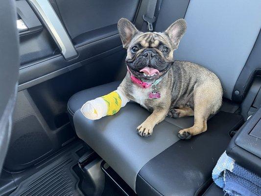 Dog with a splint on her foot