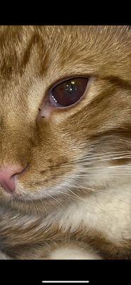 my kittens eye after weeks of being told by the vet at van buren animal hospital it was "nothing"