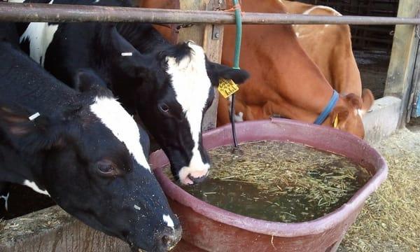 fresh cheese made from fresh, very fresh, milk