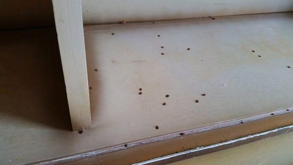 Bedbugs exposed to our heat treatment