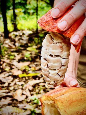 Cocoa pod.