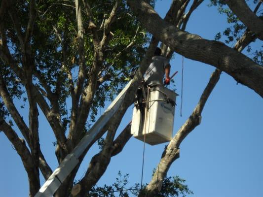 Small bucket truck for hard to get to areas and we won't destroy your lawn.