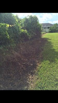 The bush was cut back and later the sod was replaced