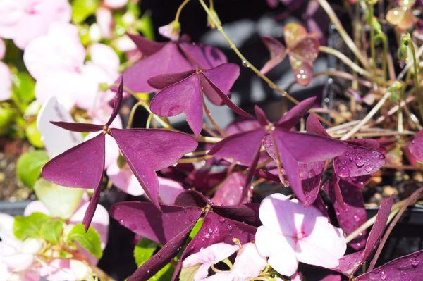 Oxalis triangularis plant.  Exciting to stumble across this plant in person, felt like seeing a unicorn .