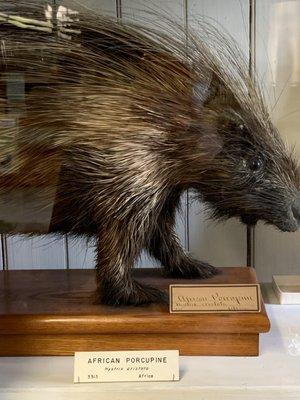 Porcupine