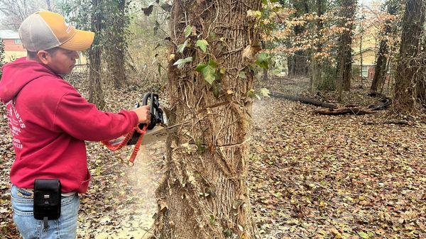 The Tree Spot Tree Service